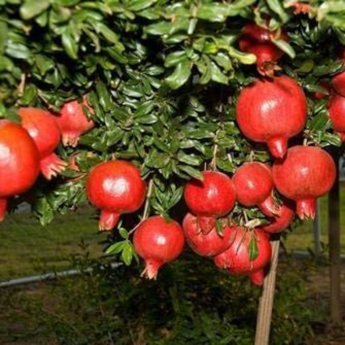 pomegranate original Super Bhagva Sinduri pomegranate Live Plant