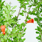 pomegranate original Super Bhagva Sinduri pomegranate Live Plant