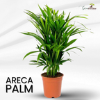 Green Paradise Air Purifier Areca Palm for Tabletop Indoor Live Plant in Plastic Pot