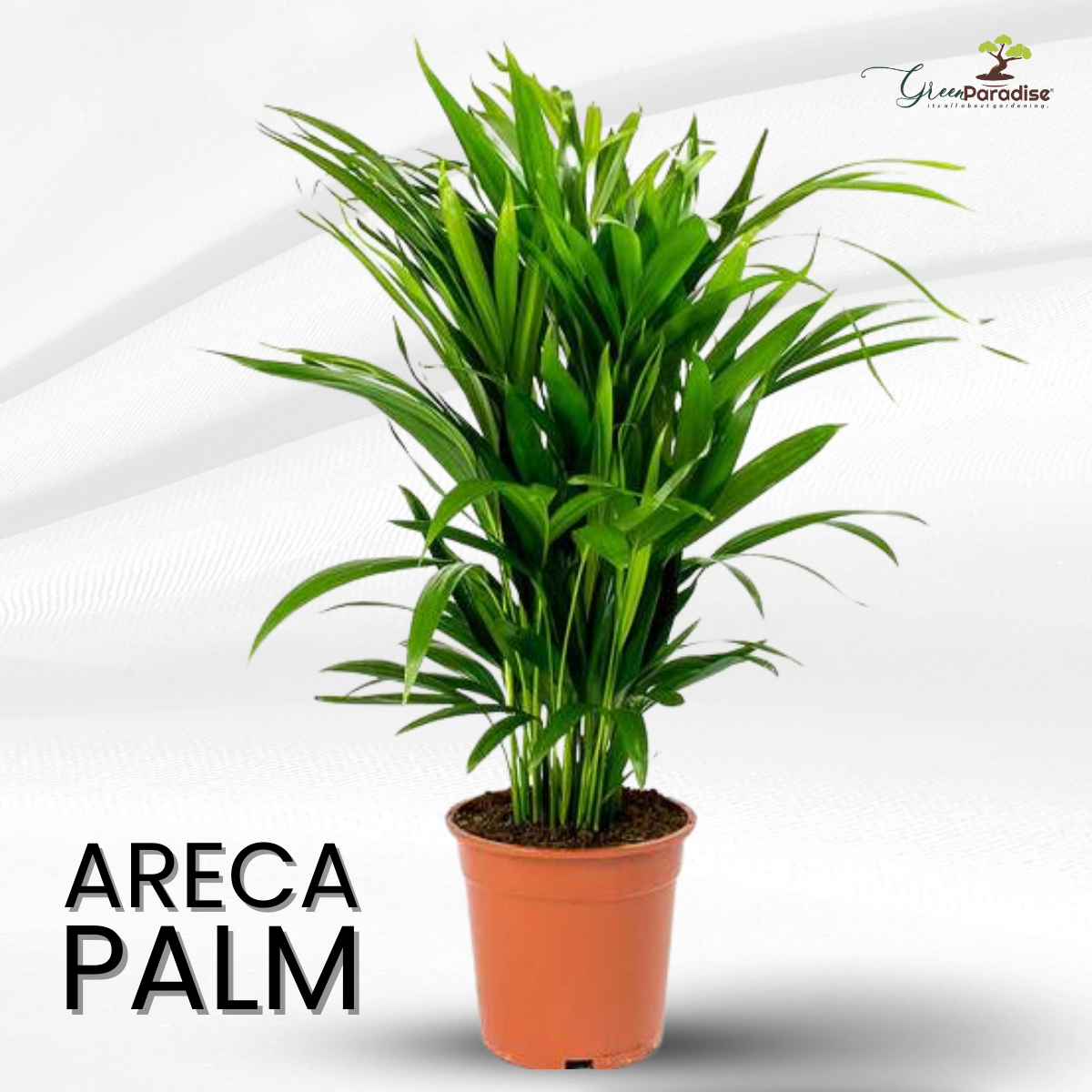 Green Paradise Air Purifier Areca Palm for Tabletop Indoor Live Plant in Plastic Pot