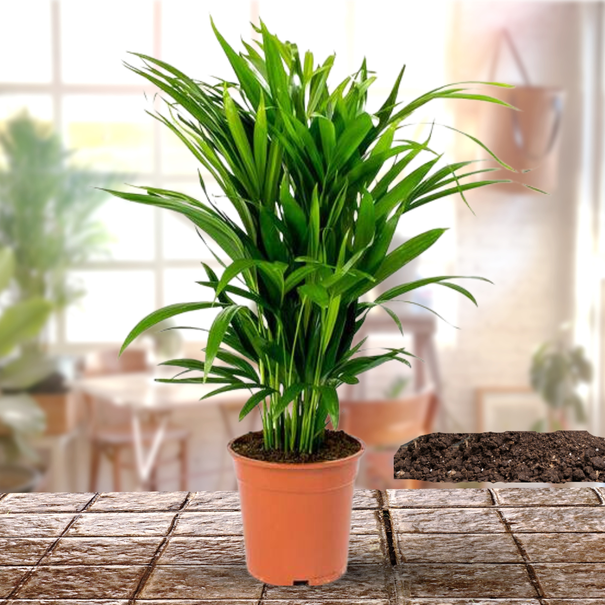 Green Paradise Air Purifier Areca Palm for Tabletop Indoor Live Plant in Plastic Pot