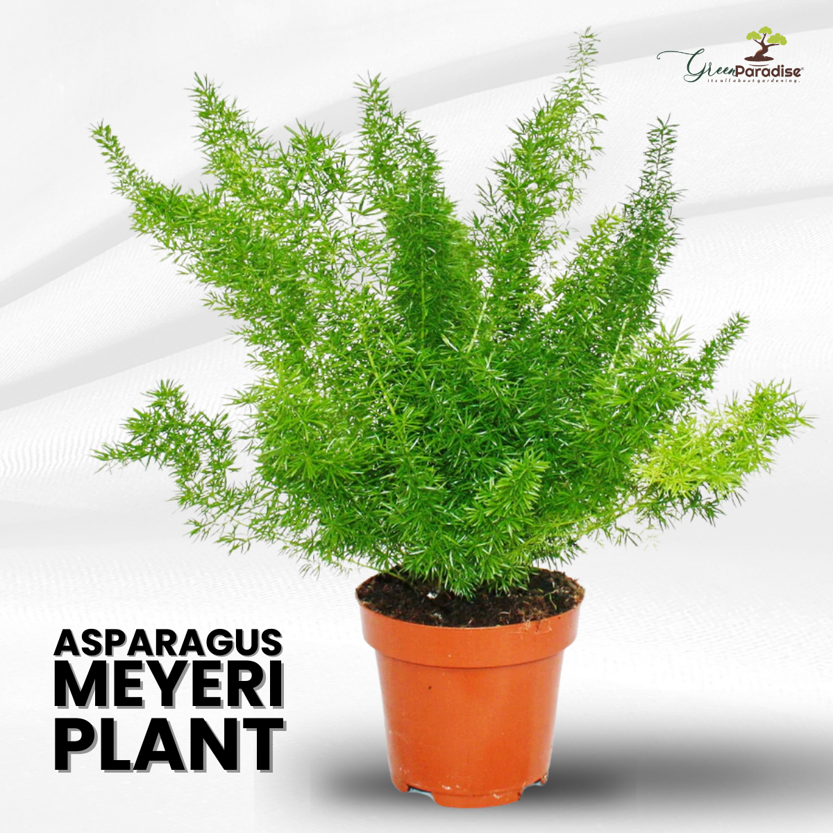 Asparagus Meyeri Foxtail Fern Live Indoor Outdoor Plant With Pot