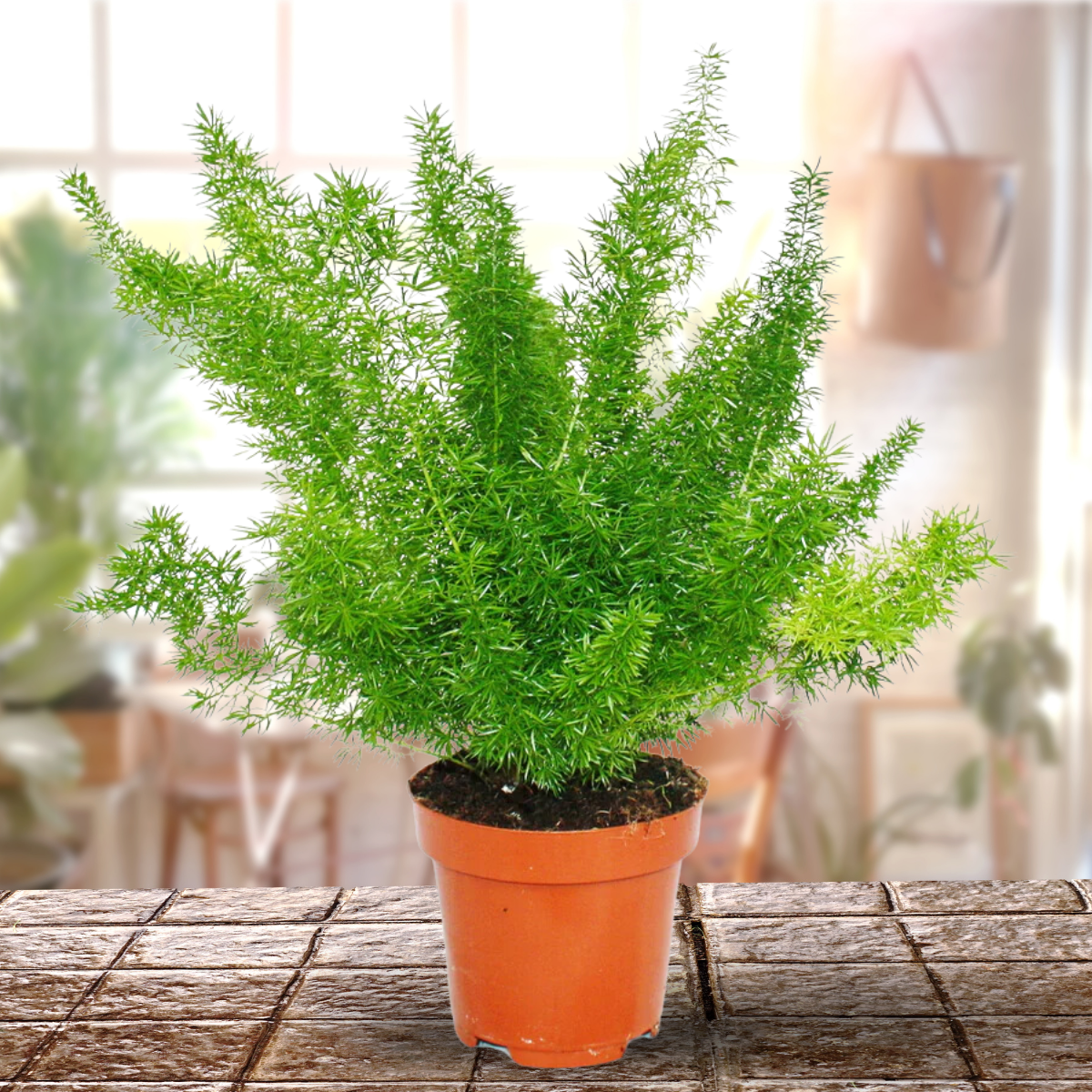 Asparagus Meyeri Foxtail Fern Live Indoor Outdoor Plant With Pot