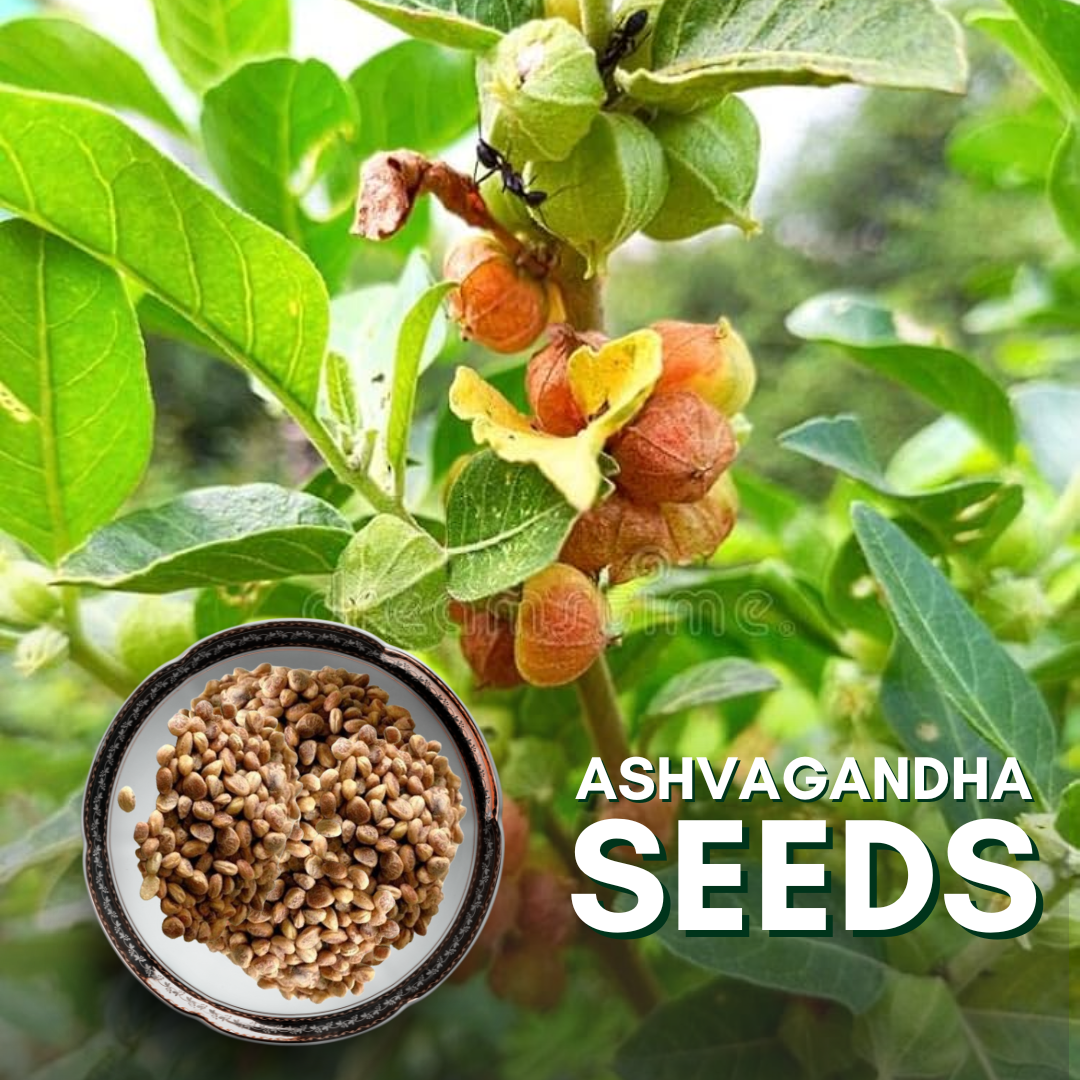 Green Paradise® Ashvagandha (Herbs) Seeds Pack