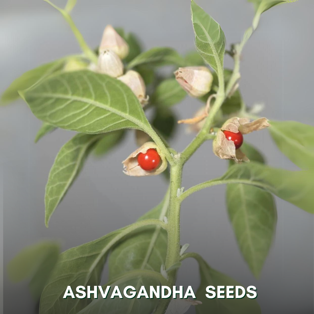 Green Paradise® Ashvagandha (Herbs) Seeds Pack