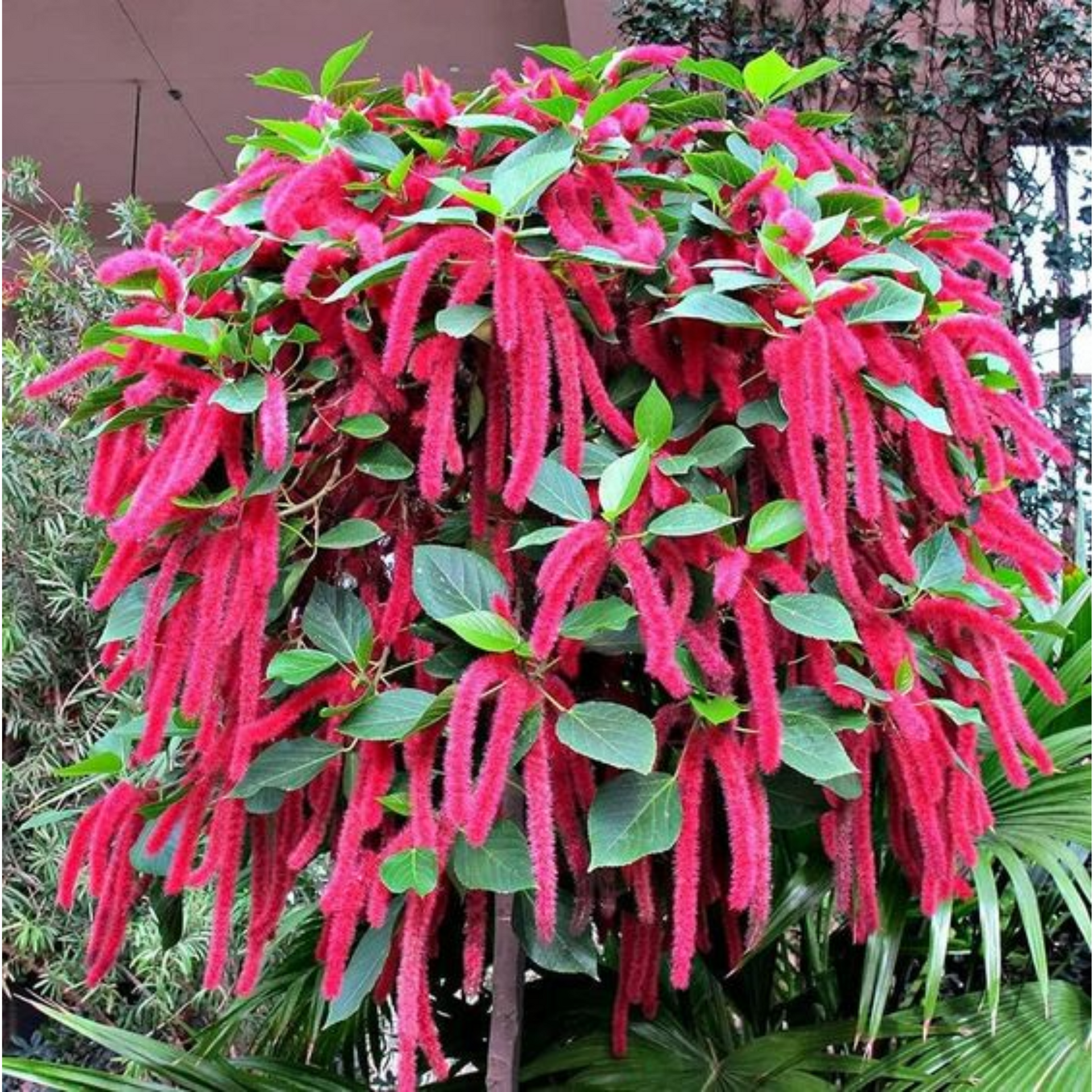 Acalypha hispida the chenille plant long red flowers With medicinal Values