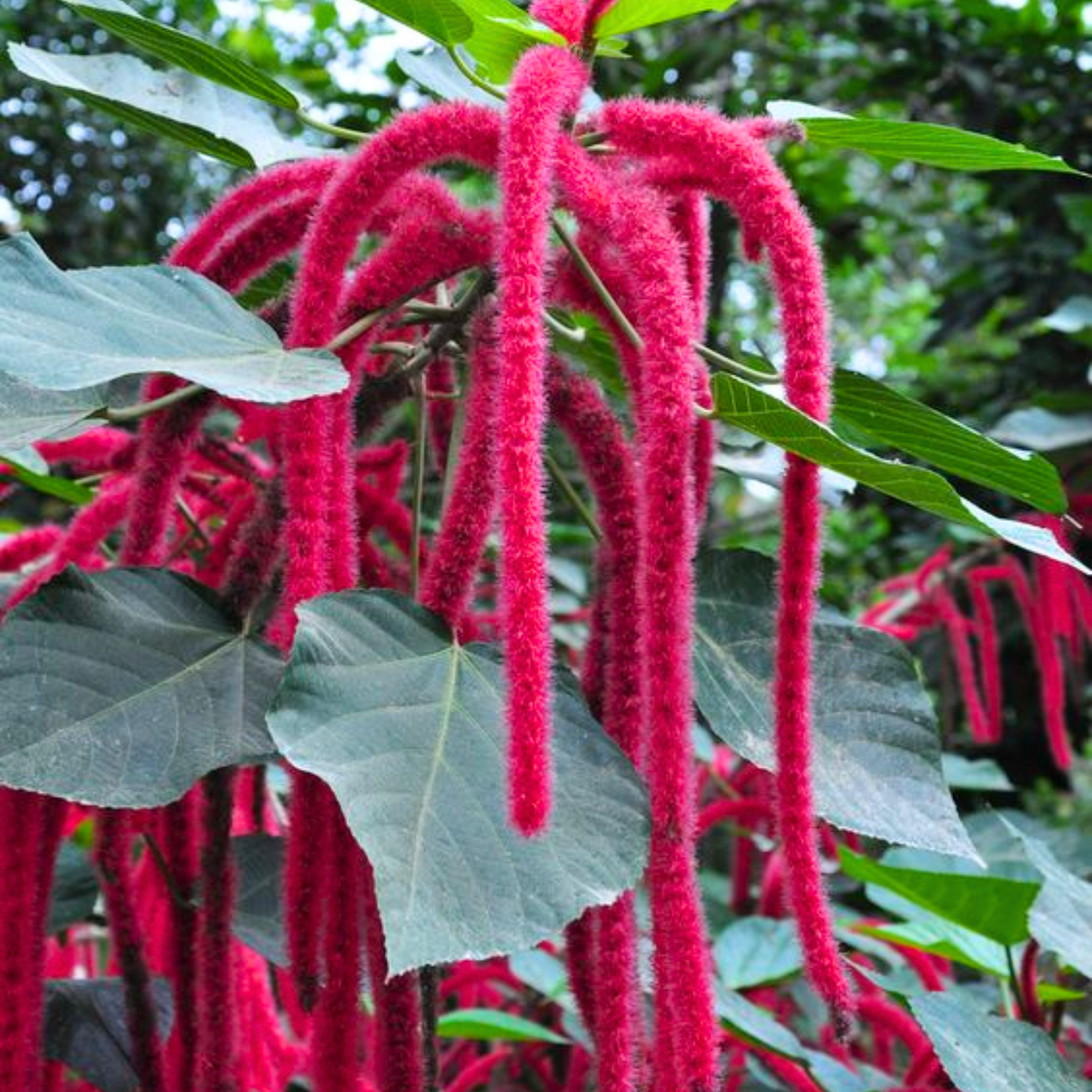 Acalypha hispida the chenille plant long red flowers With medicinal Values