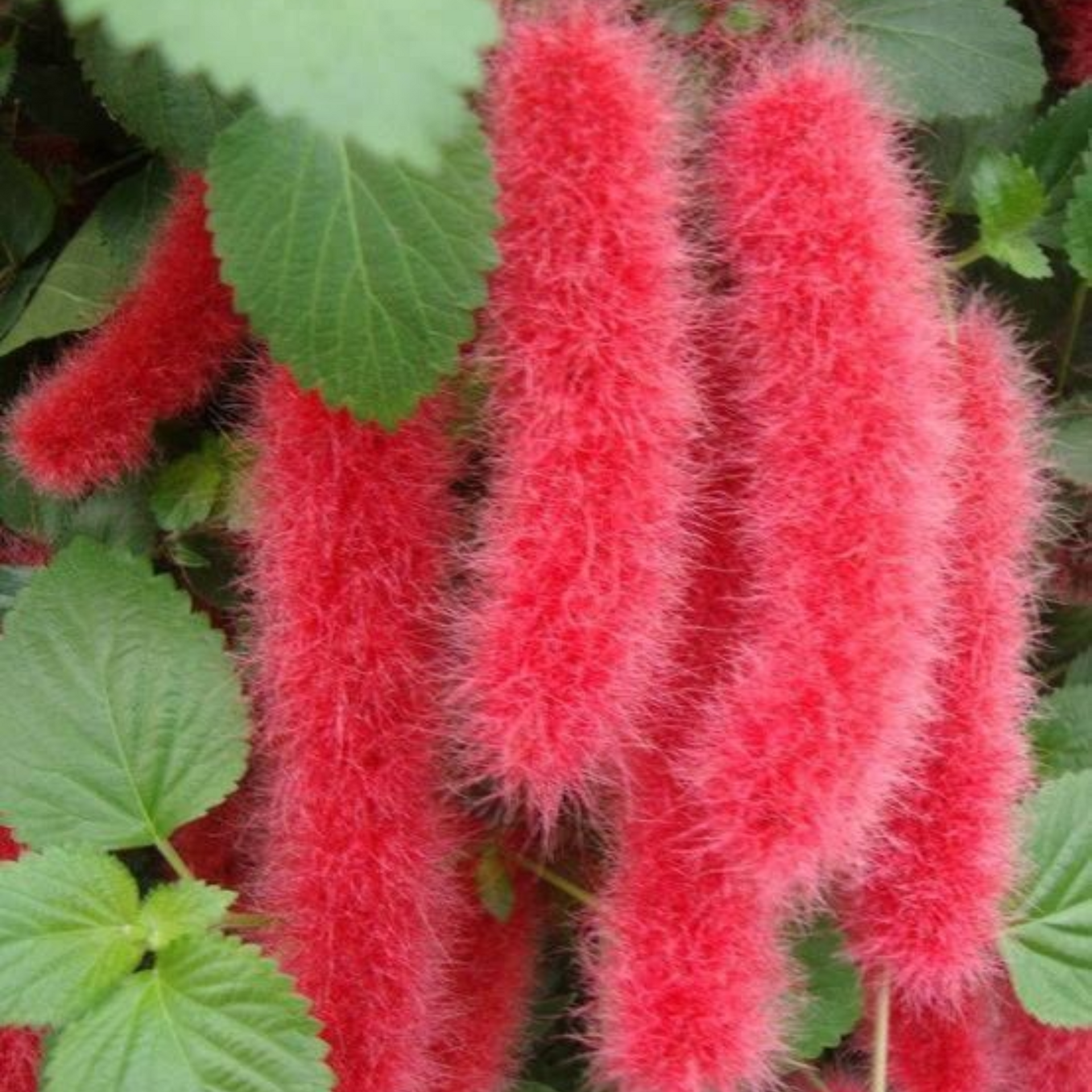 Acalypha hispida the chenille plant long red flowers With medicinal Values