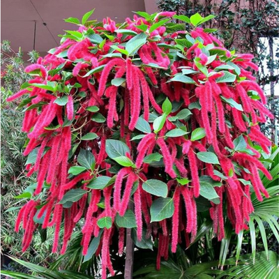 Acalypha hispida the chenille plant long red flowers With medicinal Values