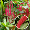 Acalypha hispida the chenille plant long red flowers With medicinal Values