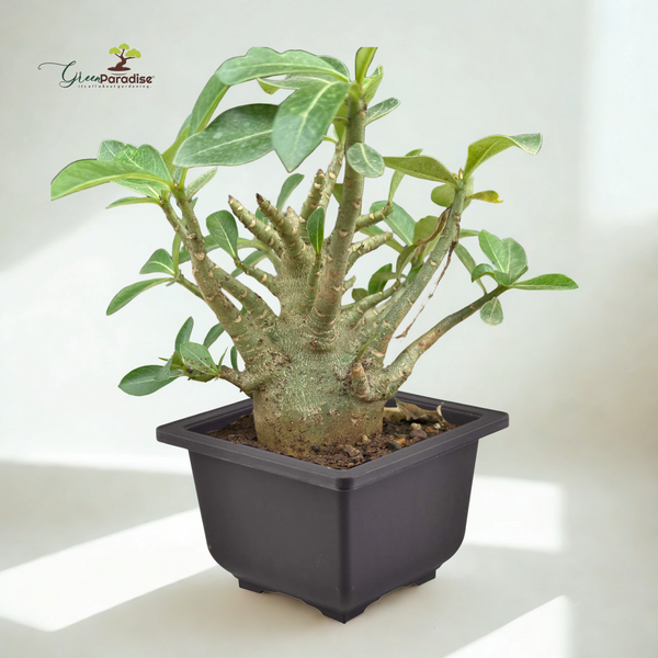 Green Paradise® Adenium arabicum – Rare Desert Rose Bonsai Plant | Succulent Caudex Plant for Home & Garden Décor
