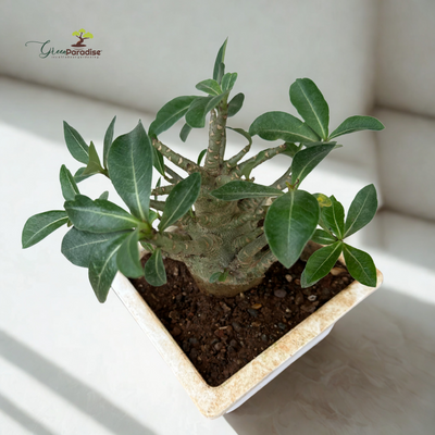 Green Paradise® Adenium arabicum – Rare Desert Rose Bonsai Plant | Succulent Caudex Plant for Home & Garden Décor