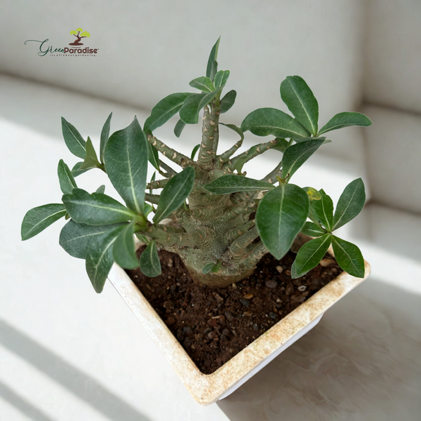 Green Paradise® Adenium arabicum – Rare Desert Rose Bonsai Plant | Succulent Caudex Plant for Home & Garden Décor