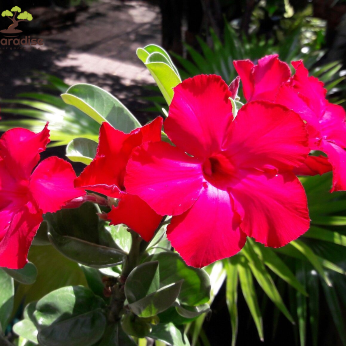 Red Adenium Obesum Live Plant with Pot