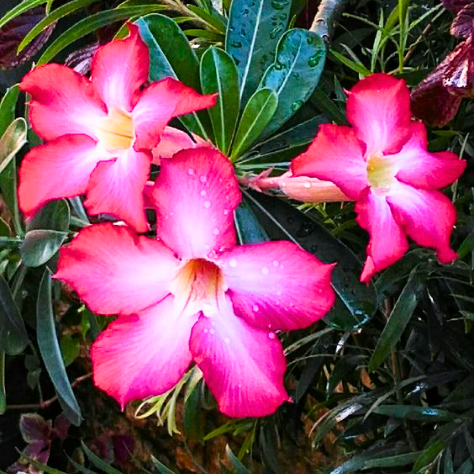 Live healthy Adenium Desert Rose seedlings set of 2 healthy plants from Green Paradise®