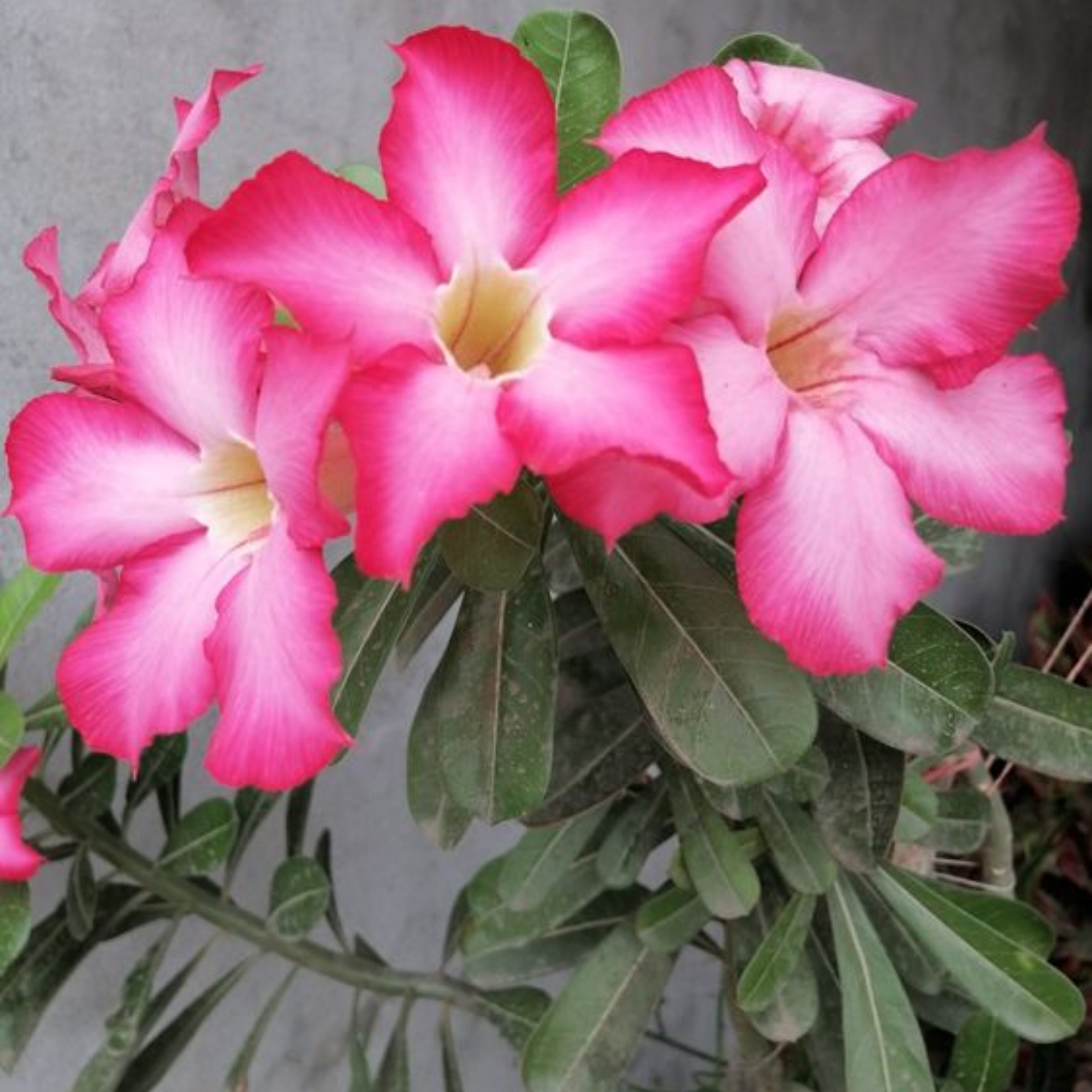 Live healthy Adenium Desert Rose seedlings set of 2 healthy plants from Green Paradise®