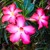 live healthy Adenium Desert Rose seedling plant