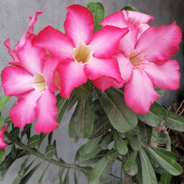 live healthy Adenium Desert Rose seedling plant