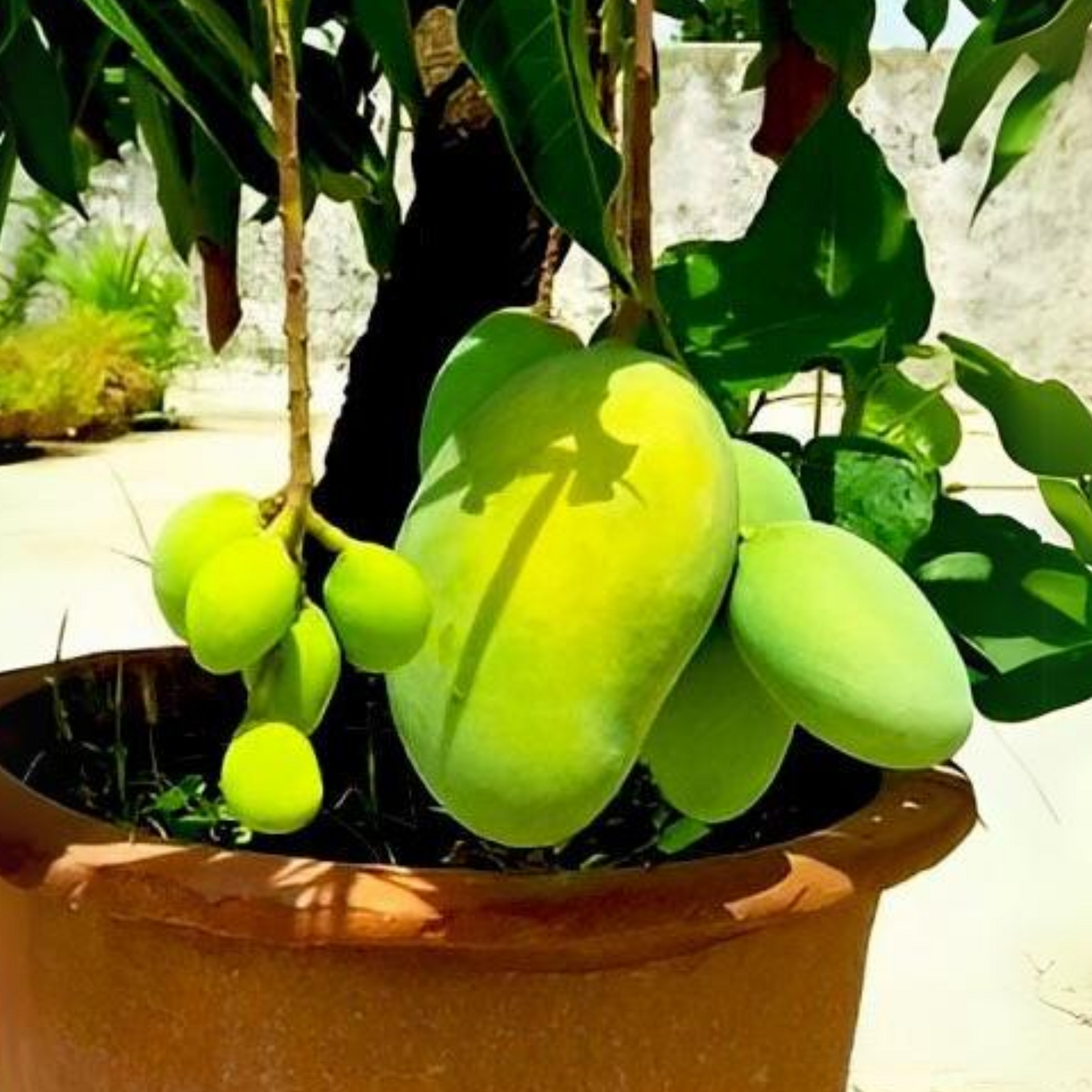 Exclusive Thai All Time Mango Live Plant