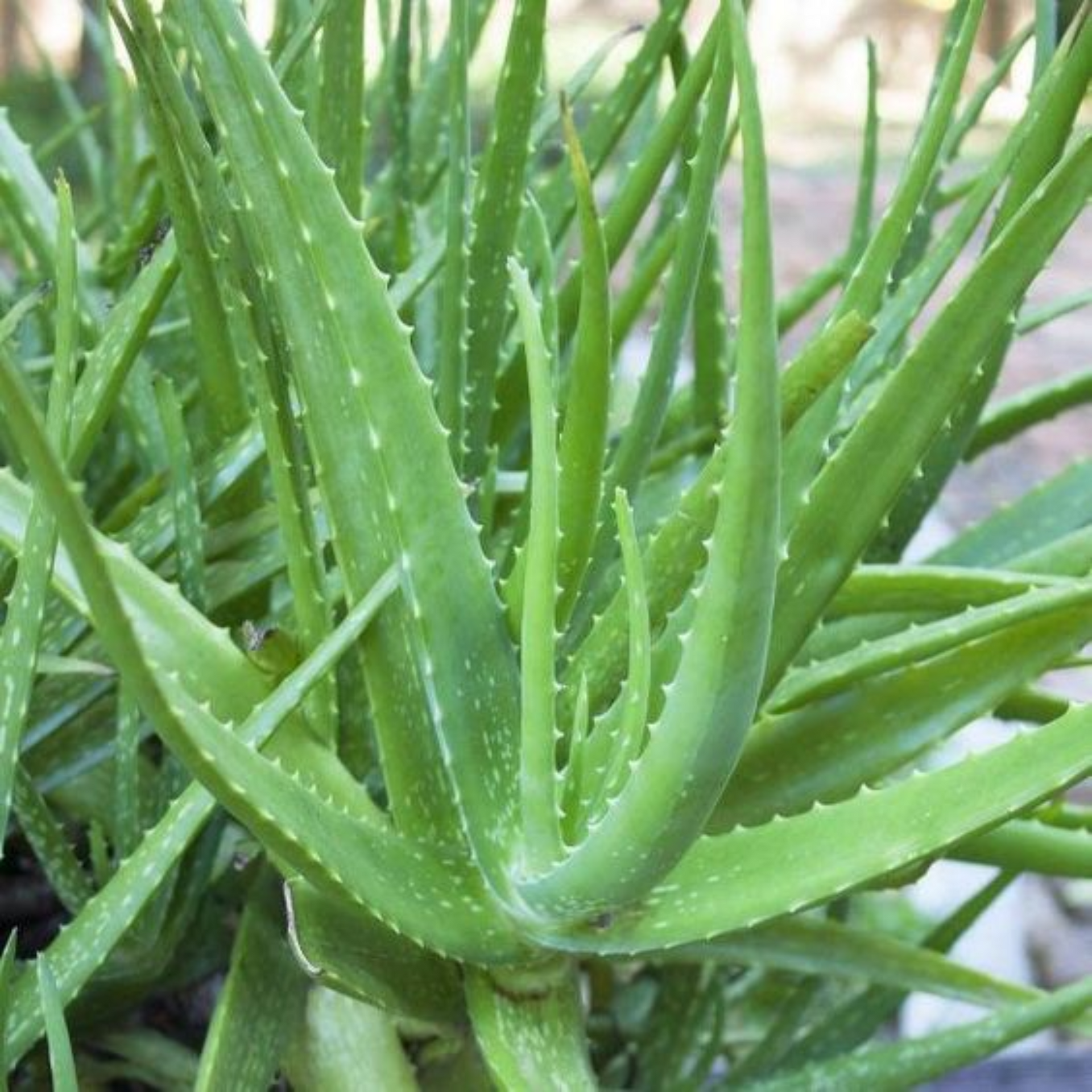 Green Paradise Aloevera Plant Barbadensis Miller Medicinal Herbal Live Plant