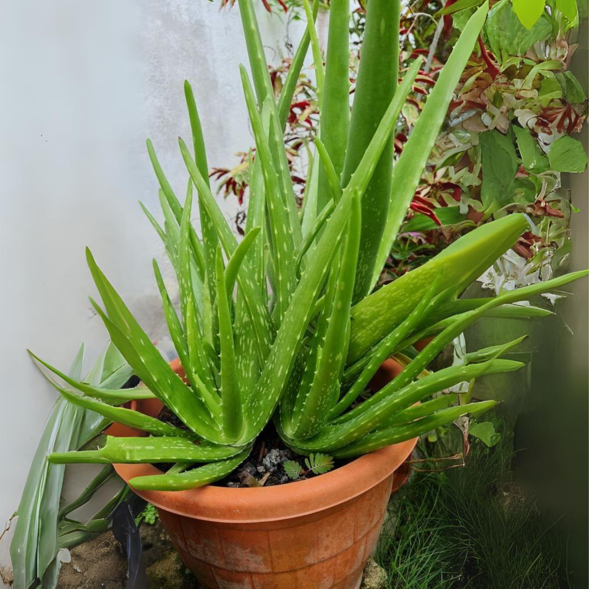 Green Paradise Aloevera Plant Barbadensis Miller Medicinal Herbal Live Plant