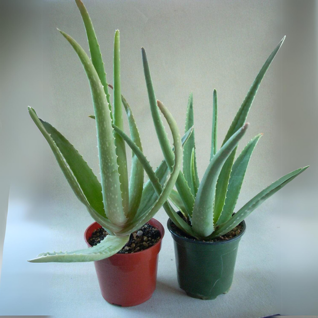 Aloe vera Plant