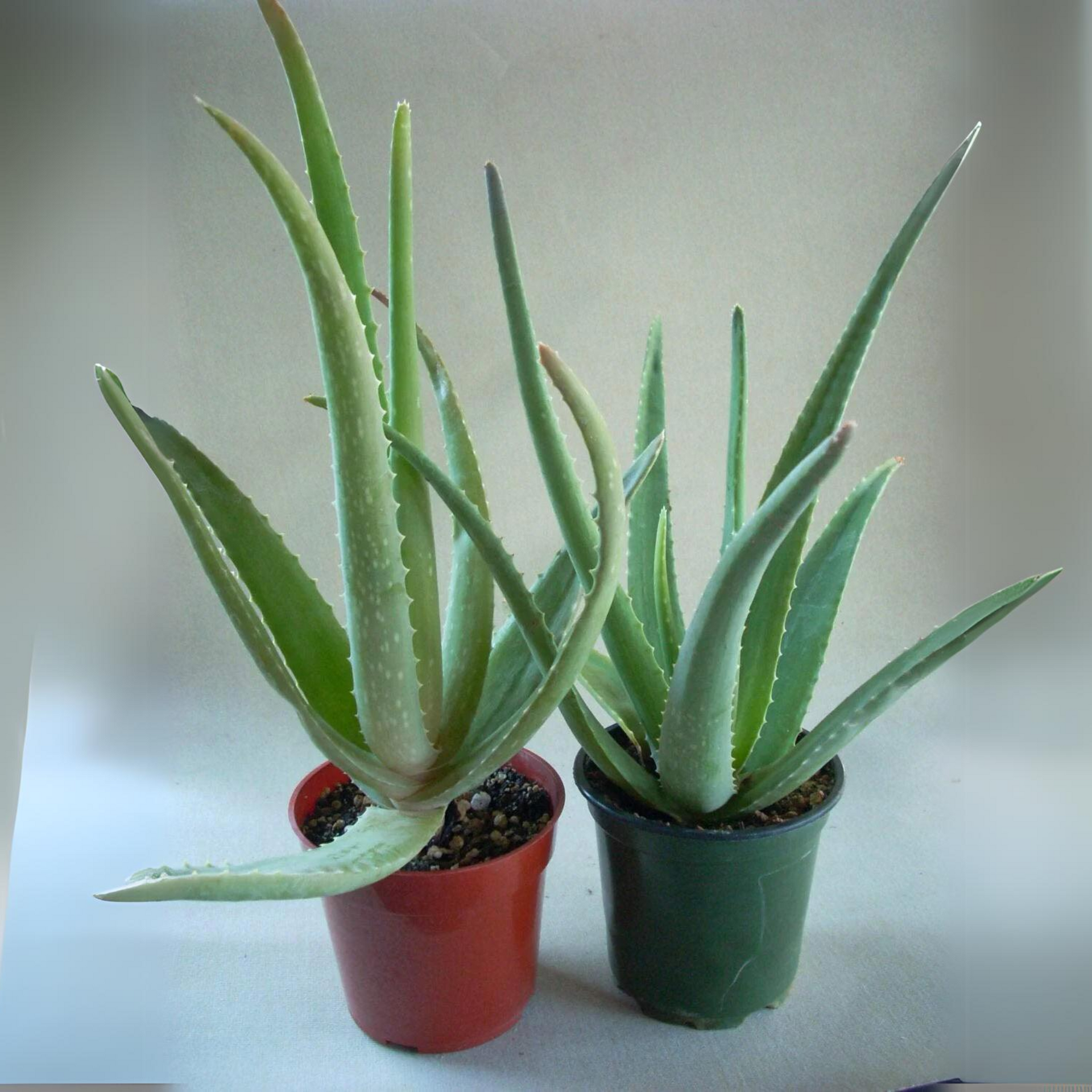 Aloe vera Plant