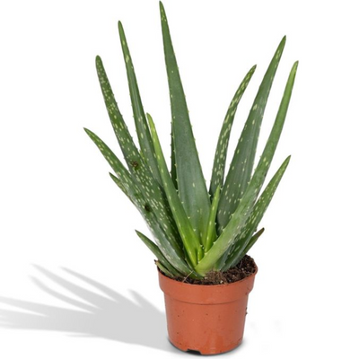 Mini Aloe Vera Live Plant