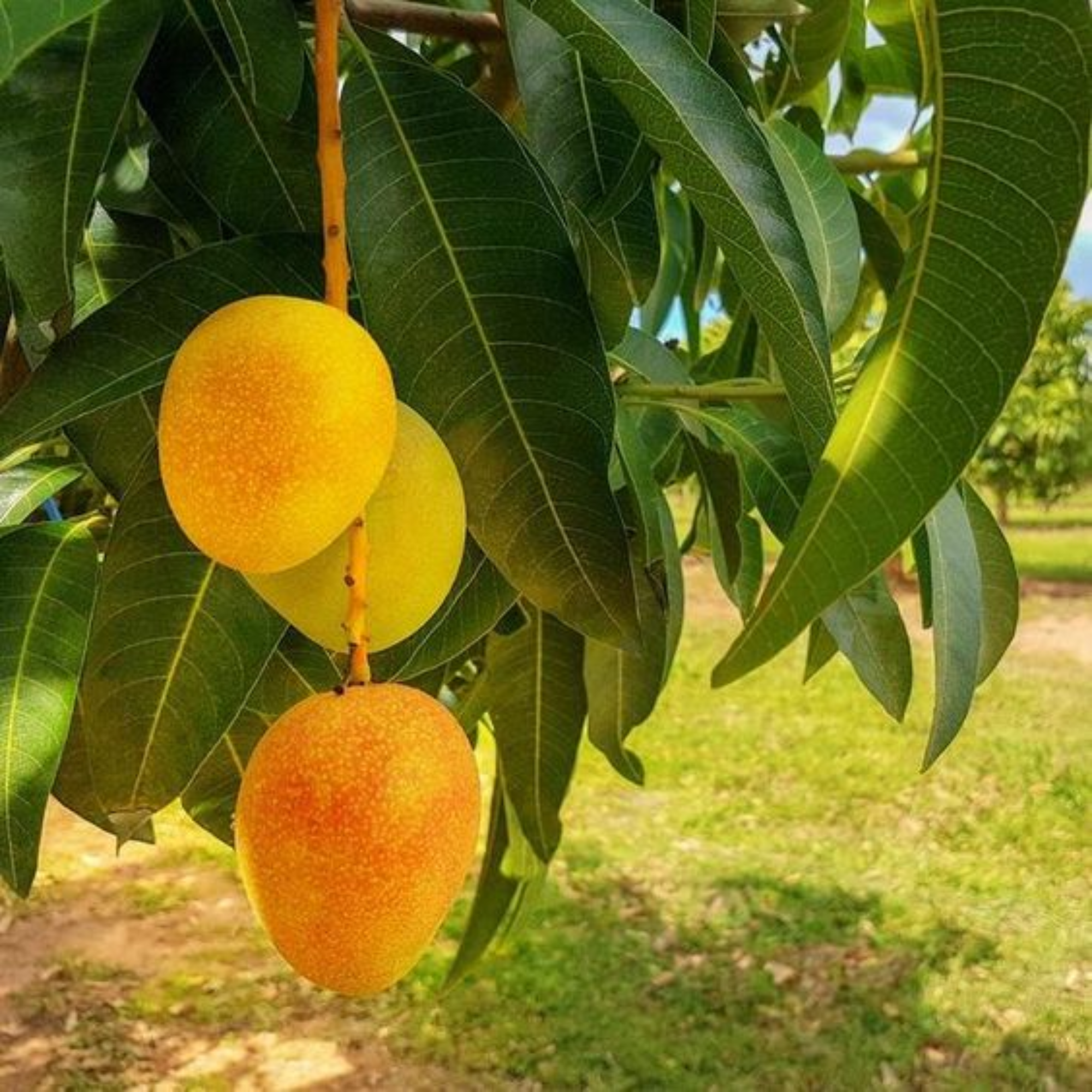 Exclusive Alphanso (Devgad Hapus) Mango Live Plant