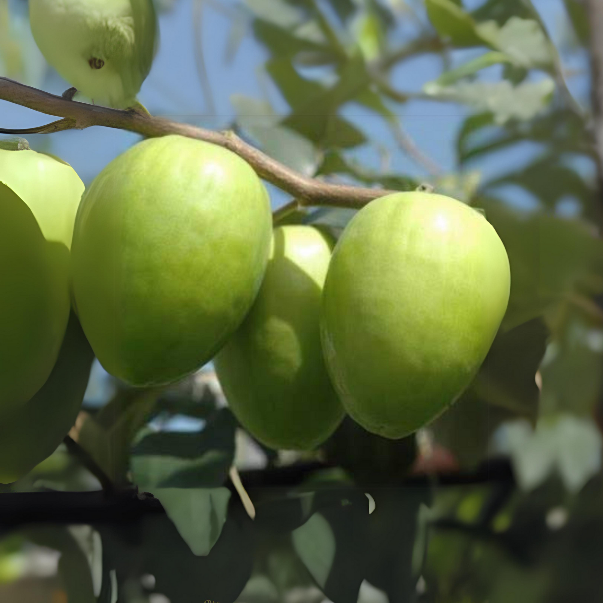 Sweet Apple Ber Live Plant Grafted For Early And Year round Fruting Live healthy Plant In A Polybag