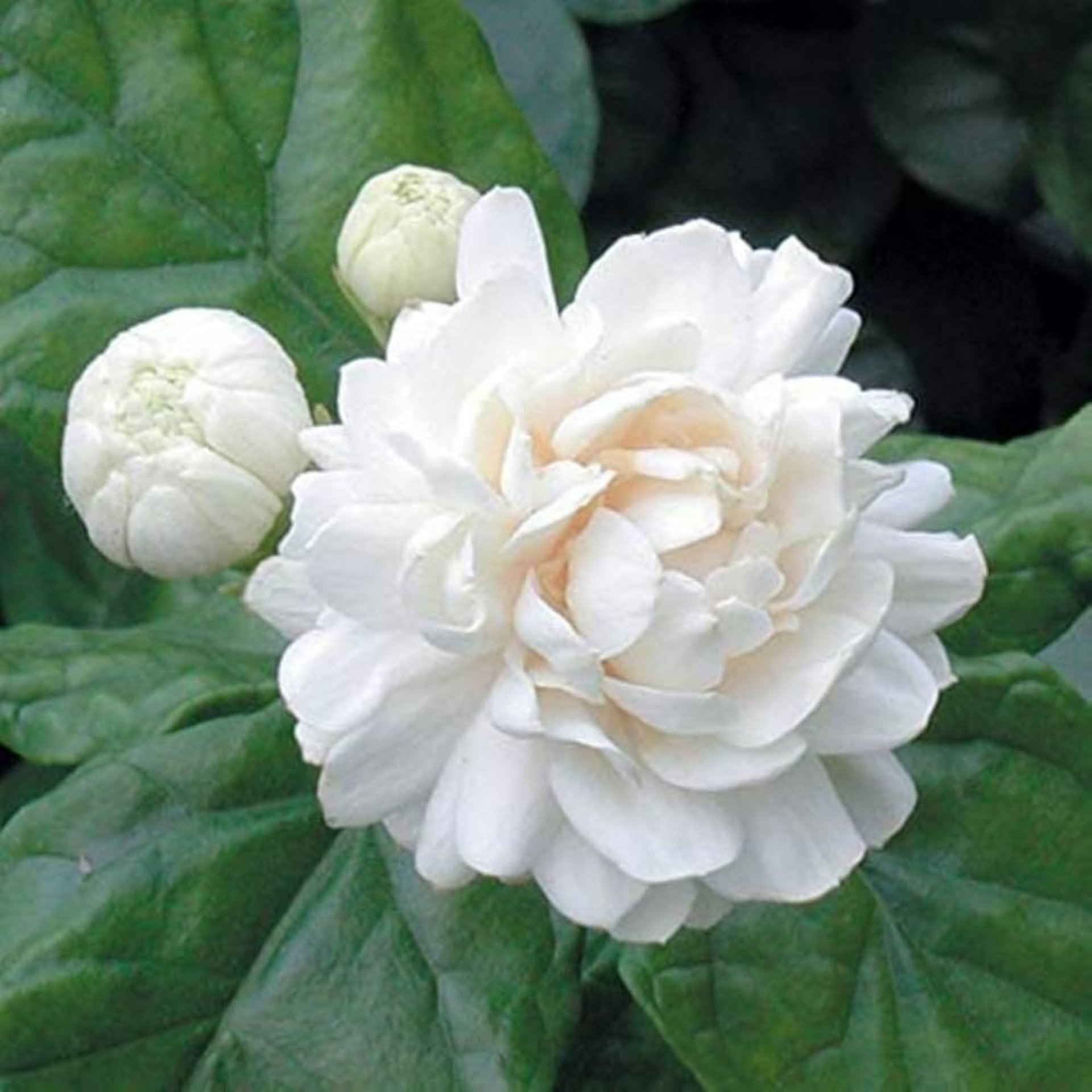 Mogra Plant Jasminum sambac Arabian Jasmine Double Petals Rose Shaped Big Flowers And Superb Fragrance