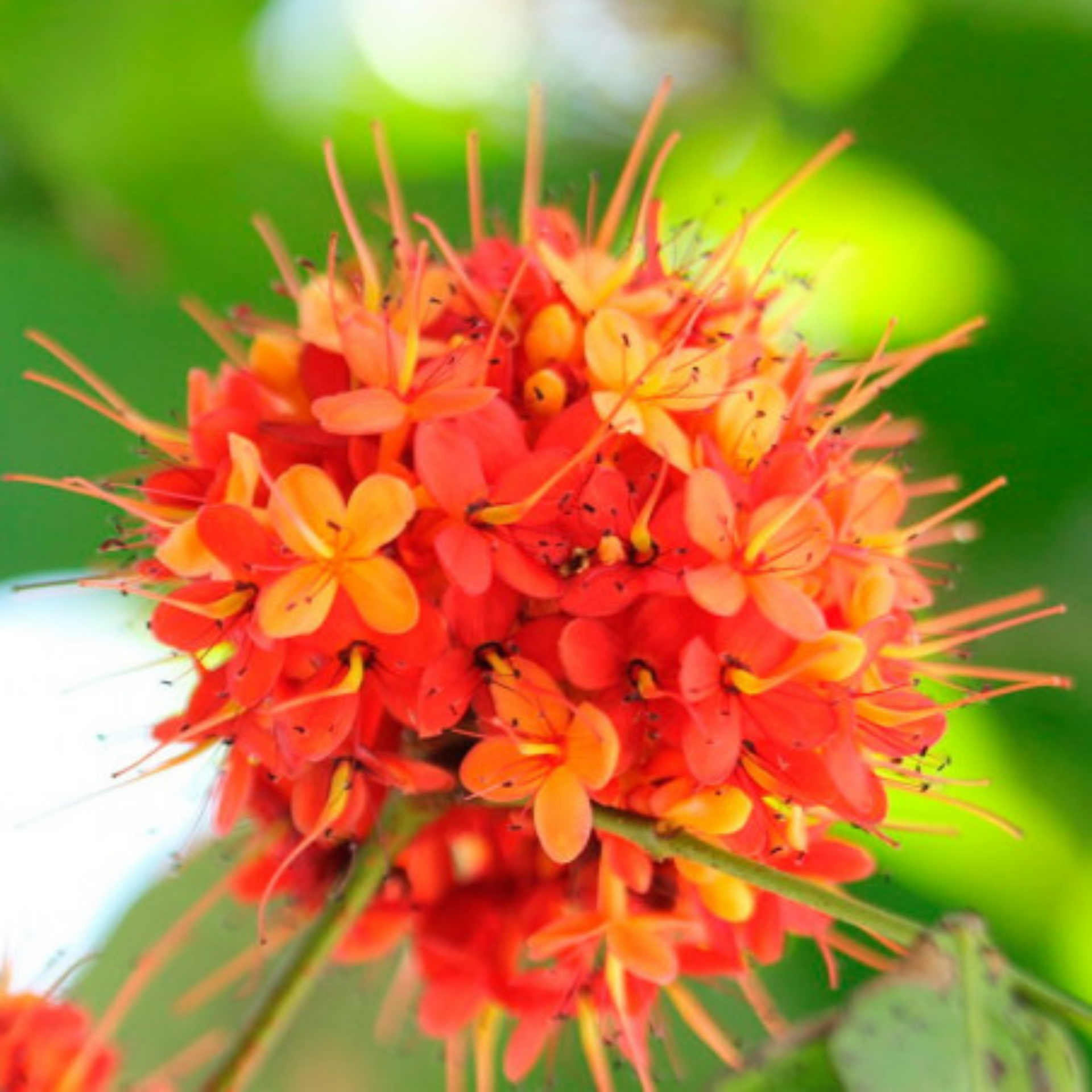 Ashoka Saraca plant