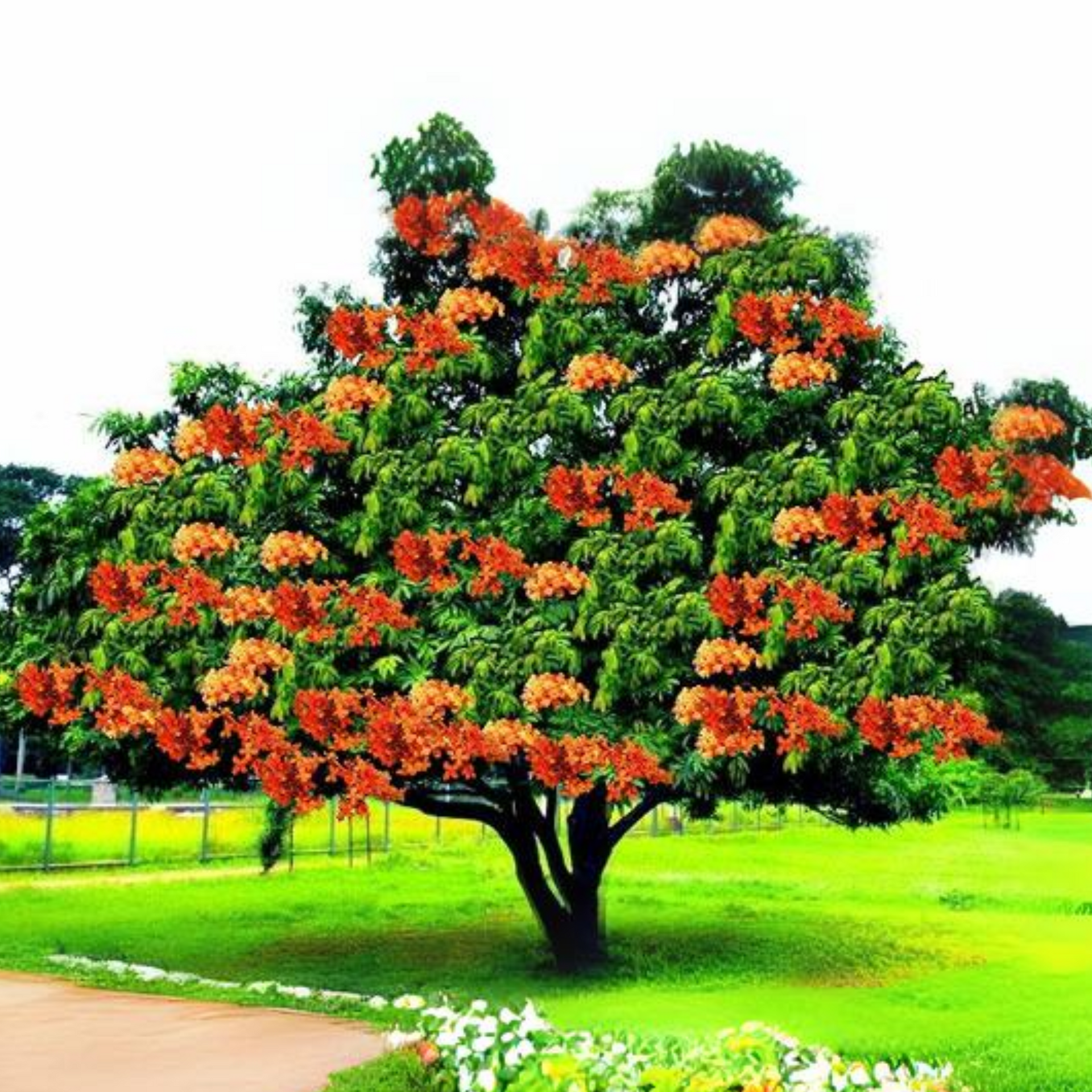 Ashoka Saraca plant