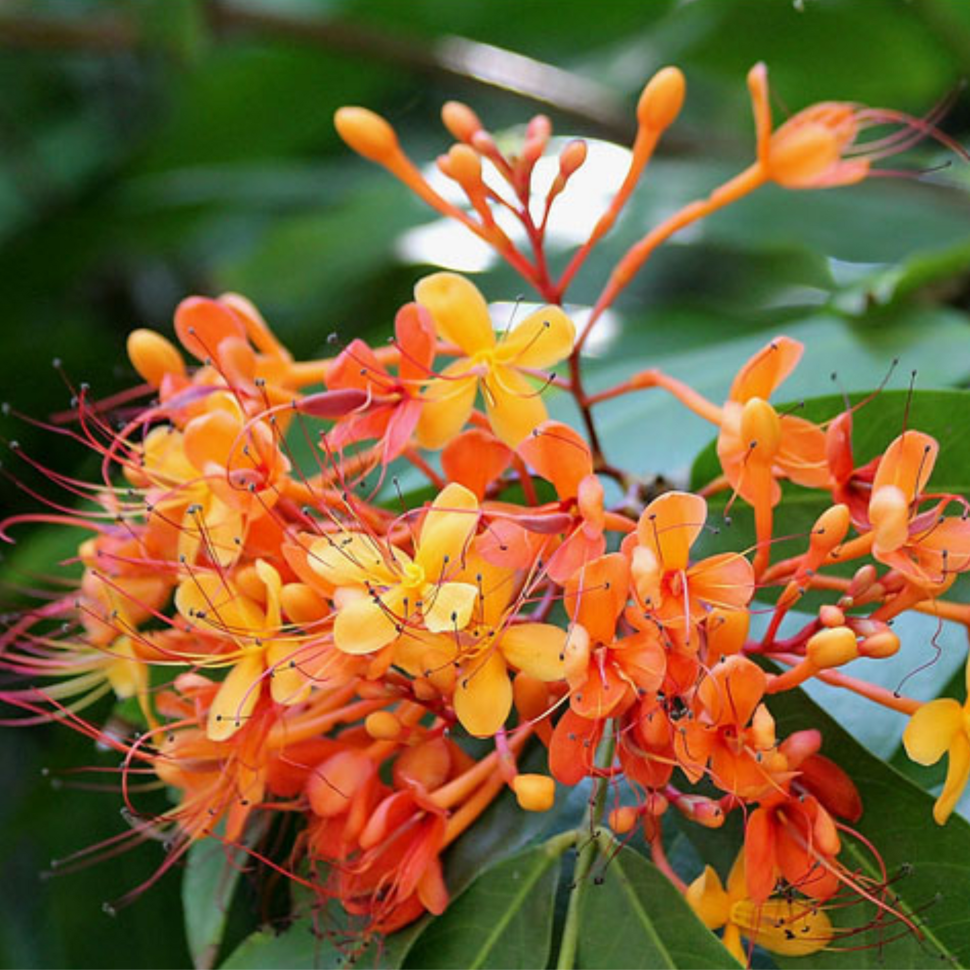 Ashoka Saraca plant