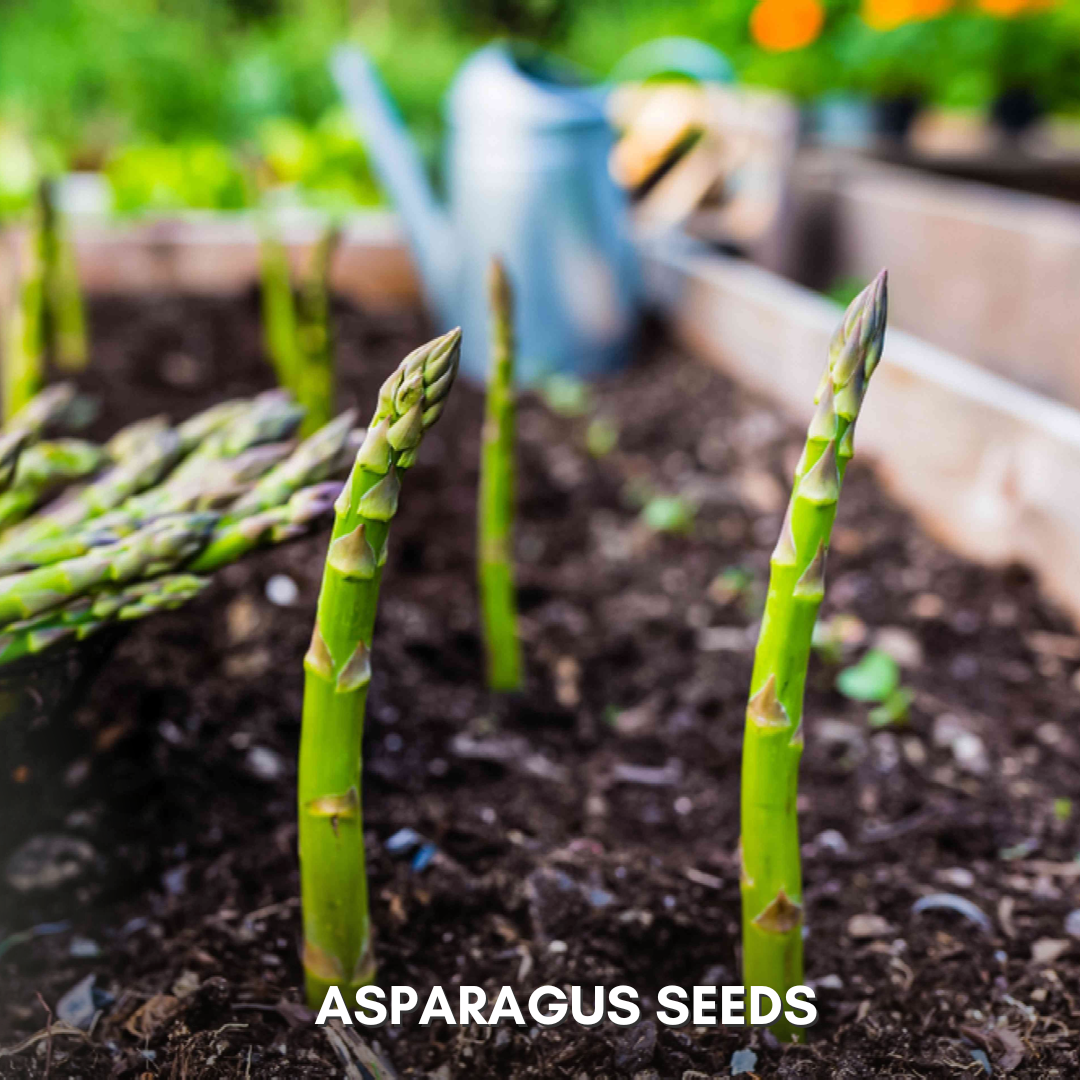 Green Paradise® Asparagus IMP Seeds Pack