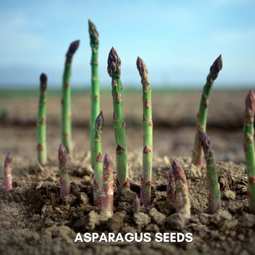 Green Paradise® Asparagus IMP Seeds Pack