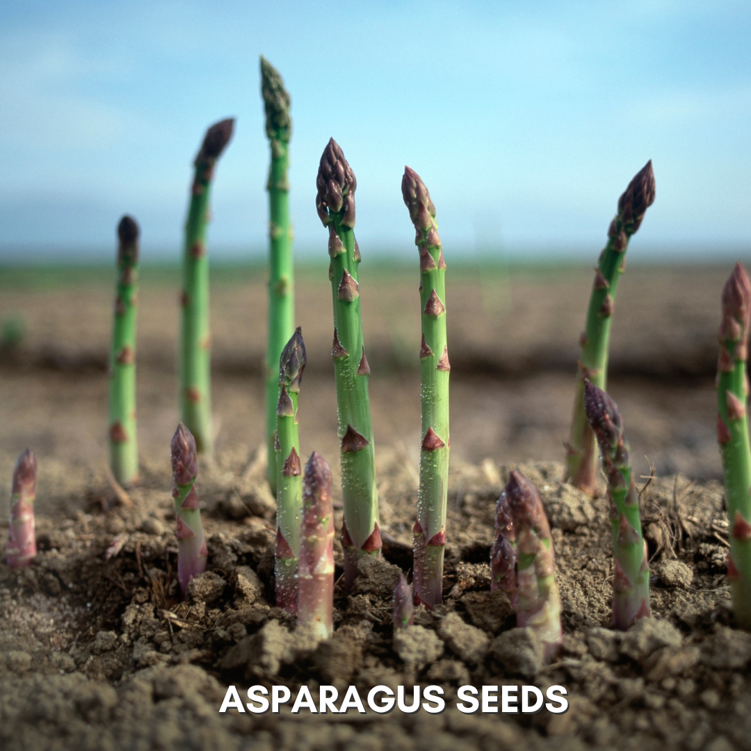 Green Paradise® Asparagus IMP Seeds Pack