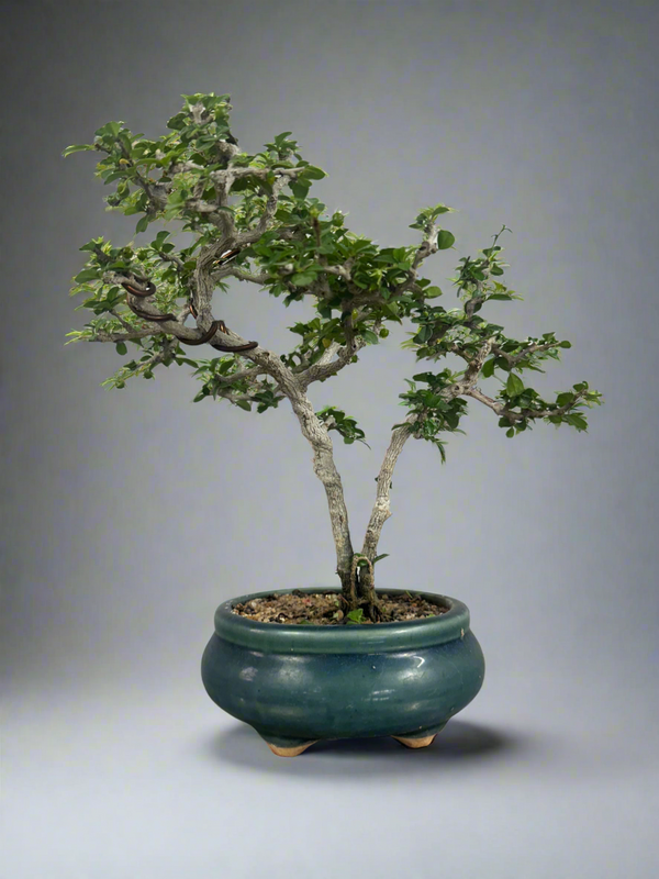Mini Carmona Bonsai Tree 002 ( Get the same tree shown in the image )