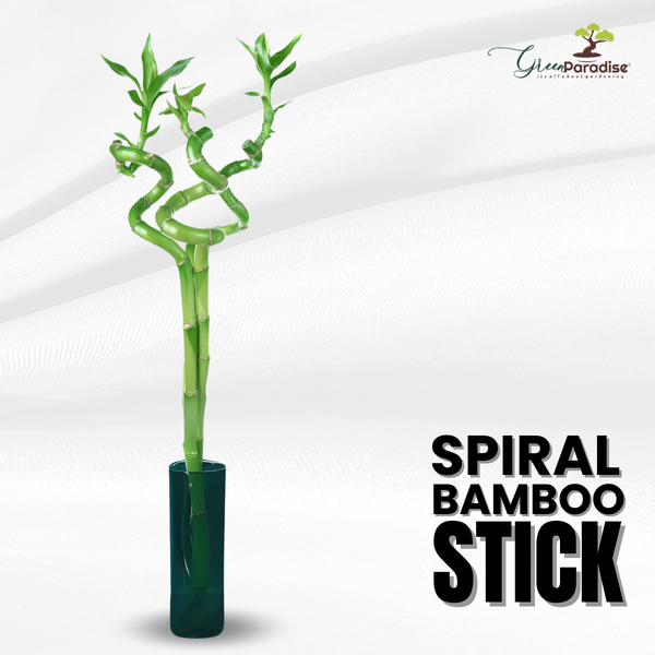 Green Paradise® Spiral Bamboo Sticks For Indoor-Office Table