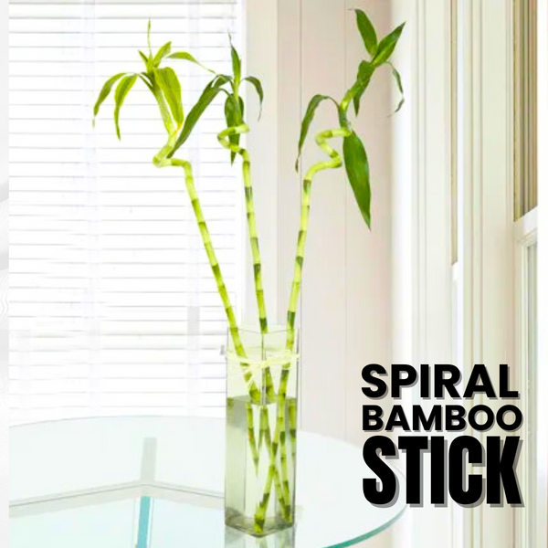Green Paradise® Spiral Bamboo Sticks For Indoor-Office Table