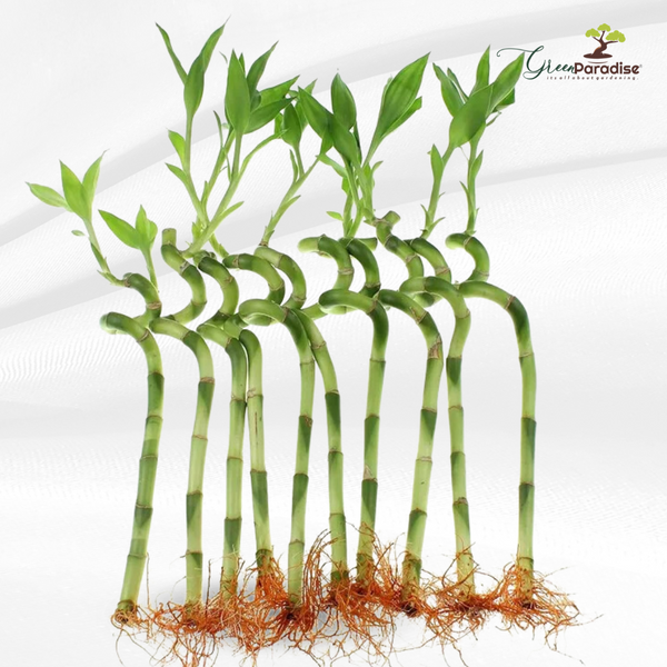 Green Paradise® Spiral Bamboo Sticks For Indoor-Office Table