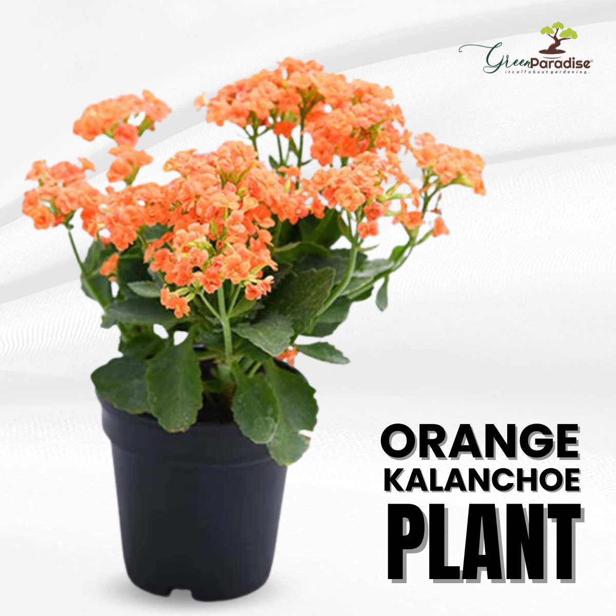 Orange Kalanchoe Plant with pot