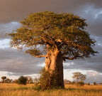 Rare Baobab Tree Mature (3 Years Old) Sapling Live Plant