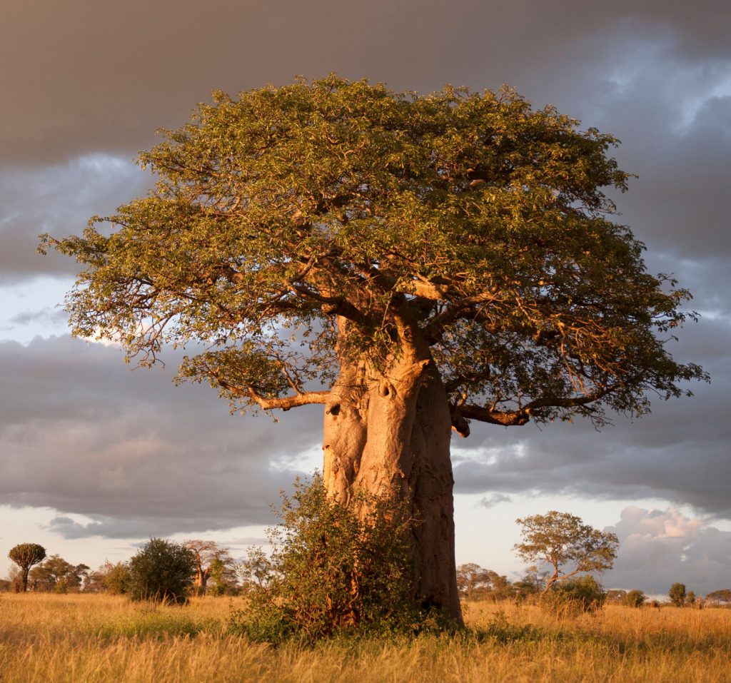 Rare Baobab Tree Mature (3 Years Old) Sapling Live Plant