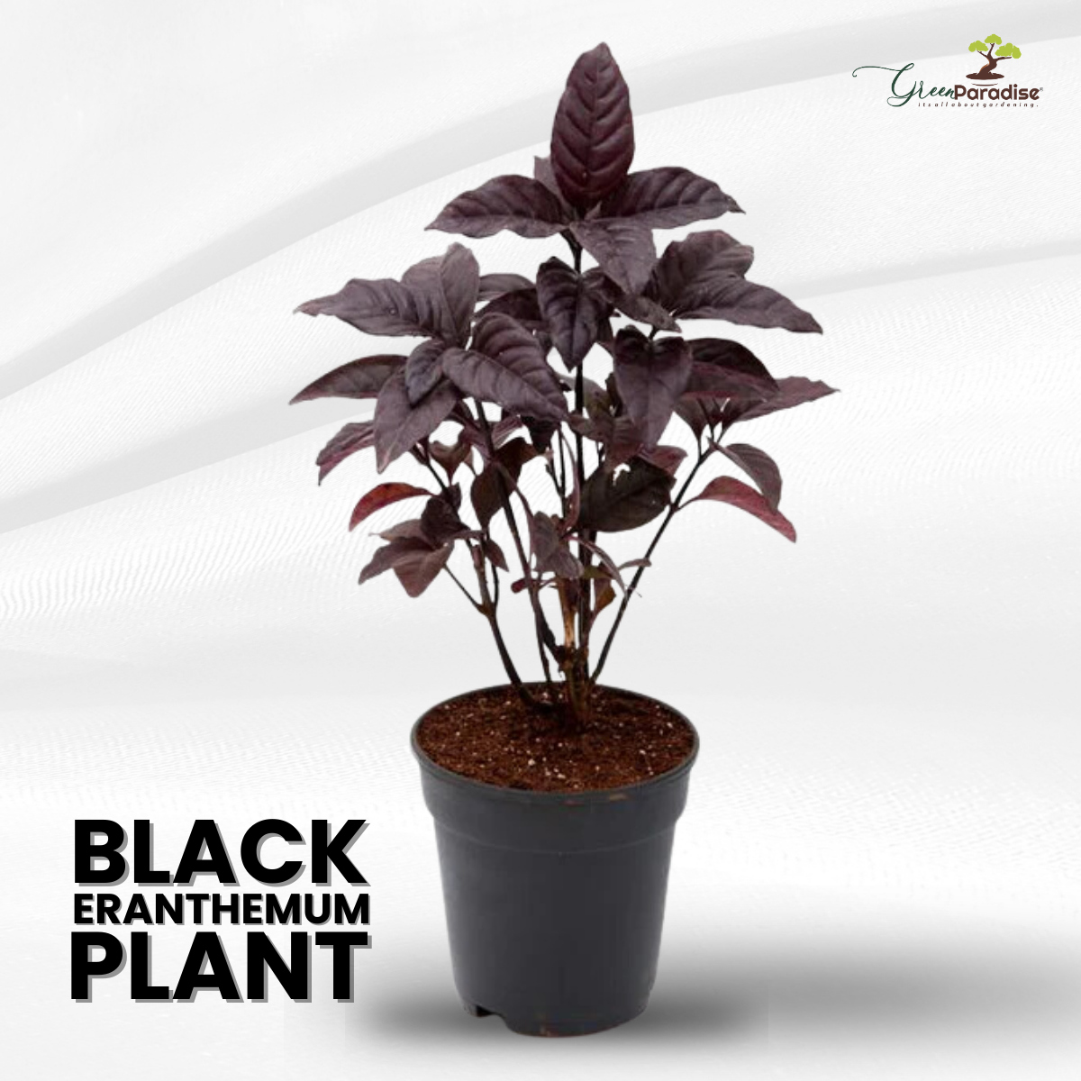 Black Earanthamum Plant With Pot