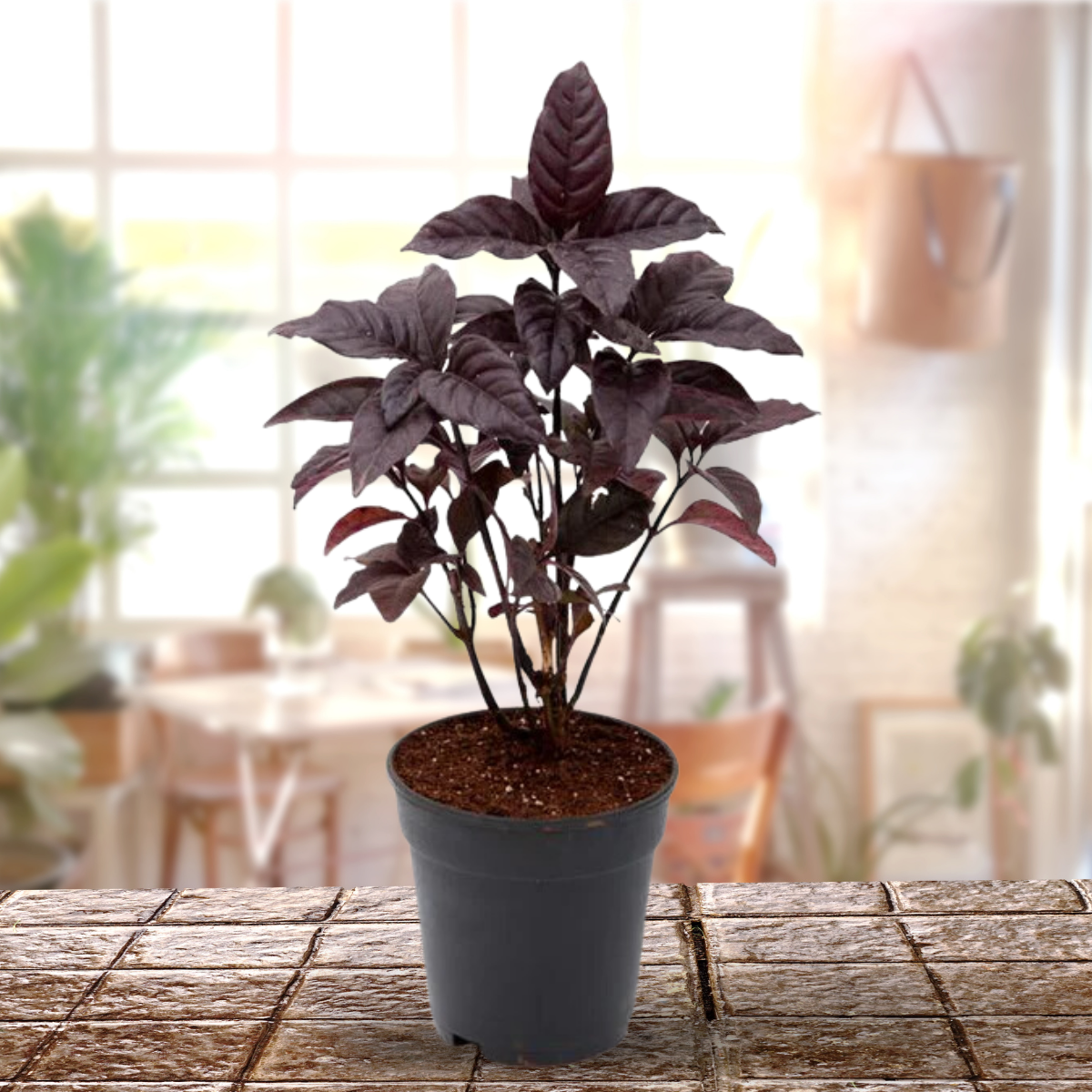 Black Earanthamum Plant With Pot