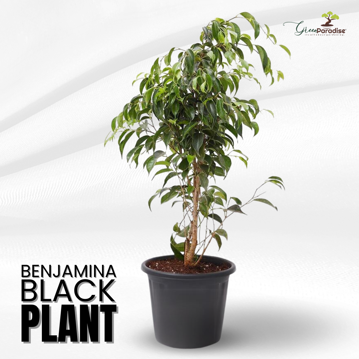 Green Paradise® Benjamina  Black Ficus Sapling Plant