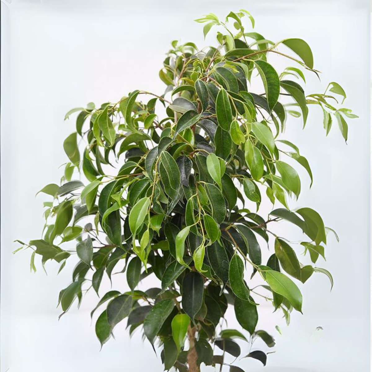 Green Paradise® Benjamina  Black Ficus Sapling Plant