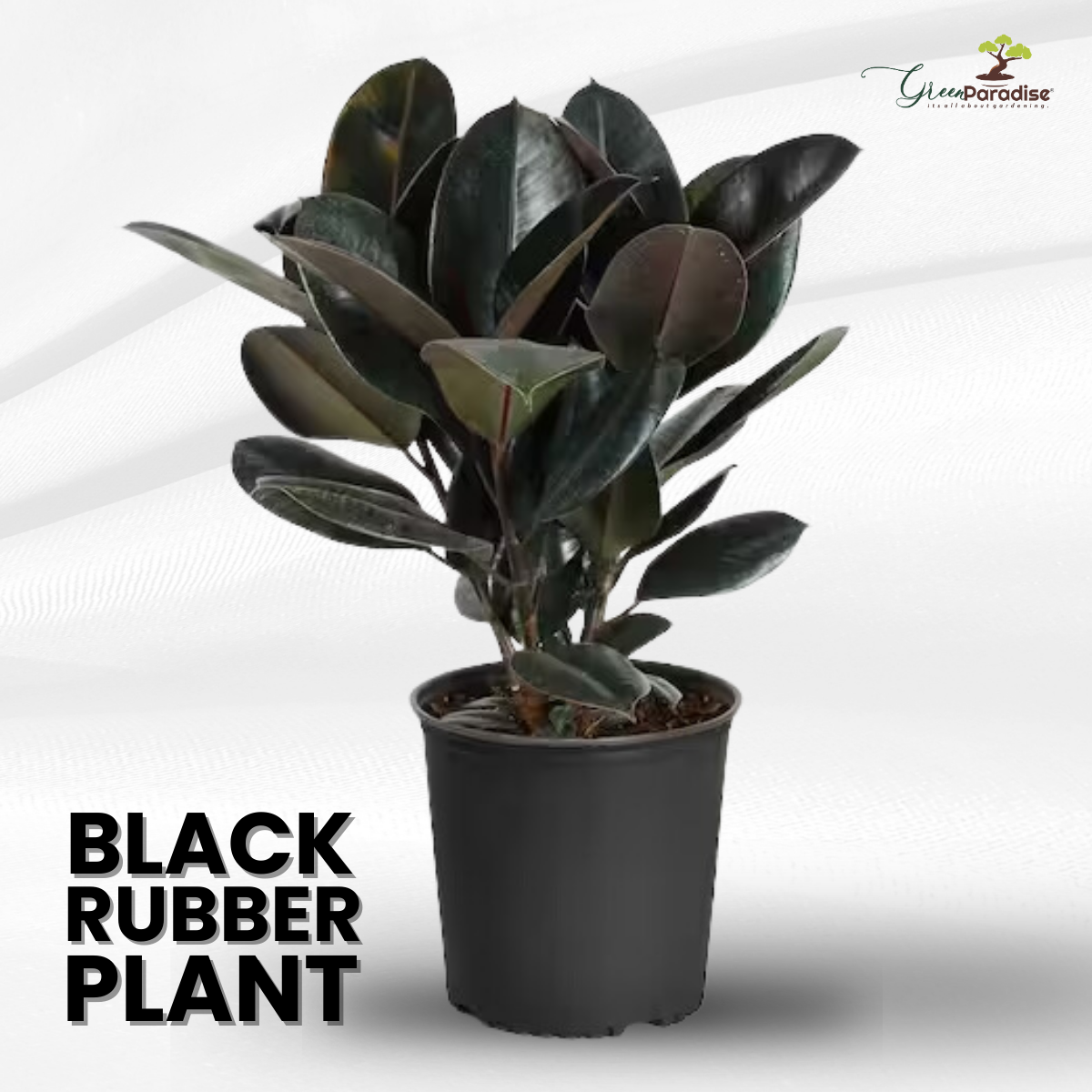 Live Indoor Air Purifying Black rubberplant with Pot