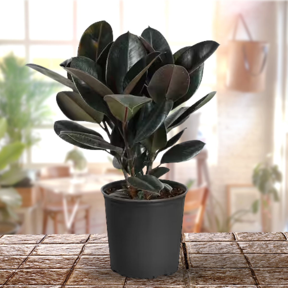 Live Indoor Air Purifying Black rubberplant with Pot